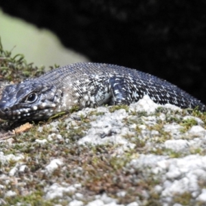 Egernia cunninghami at Paddys River, ACT - 1 Feb 2018 02:02 PM