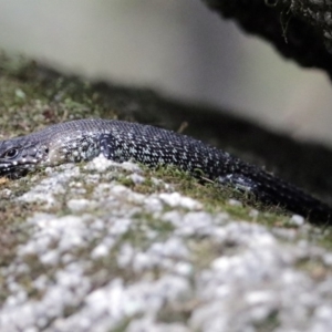 Egernia cunninghami at Paddys River, ACT - 1 Feb 2018 02:02 PM