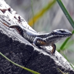 Eulamprus heatwolei (Yellow-bellied Water Skink) at Paddys River, ACT - 1 Feb 2018 by RodDeb