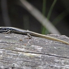 Eulamprus heatwolei at Paddys River, ACT - 1 Feb 2018