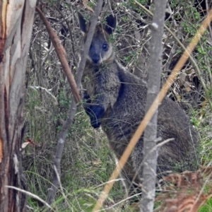 Wallabia bicolor at Paddys River, ACT - 1 Feb 2018 03:11 PM