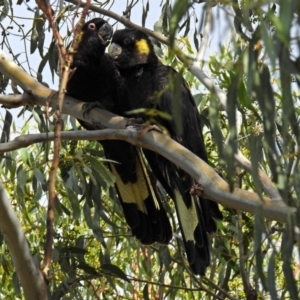 Zanda funerea at Paddys River, ACT - 1 Feb 2018