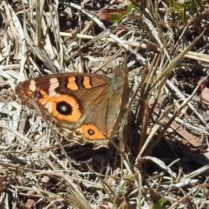 Junonia villida at Paddys River, ACT - 1 Feb 2018