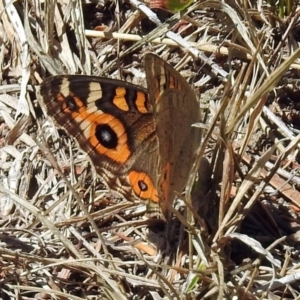 Junonia villida at Paddys River, ACT - 1 Feb 2018