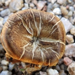 Lentinus arcularius (Fringed Polypore) at Paddys River, ACT - 31 Jan 2018 by RodDeb