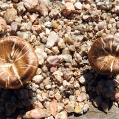 Lentinus arcularius at Paddys River, ACT - 1 Feb 2018