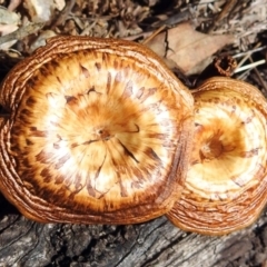 Lentinus arcularius (Fringed Polypore) at Paddys River, ACT - 31 Jan 2018 by RodDeb