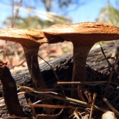 Lentinus arcularius at Paddys River, ACT - 1 Feb 2018 10:21 AM