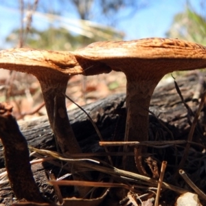 Lentinus arcularius at Paddys River, ACT - 1 Feb 2018