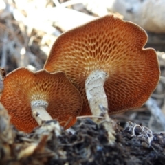 Lentinus arcularius at Paddys River, ACT - 1 Feb 2018