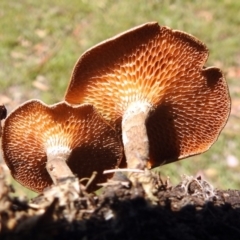 Lentinus arcularius at Paddys River, ACT - 1 Feb 2018 10:21 AM