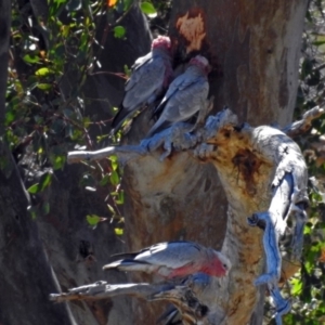 Eolophus roseicapilla at Tennent, ACT - 1 Feb 2018