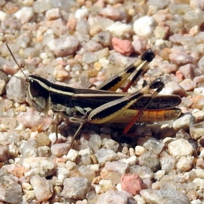 Macrotona australis (Common Macrotona Grasshopper) at Paddys River, ACT - 1 Feb 2018 by RodDeb