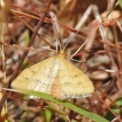 Scopula rubraria (Reddish Wave, Plantain Moth) at Paddys River, ACT - 1 Feb 2018 by RodDeb