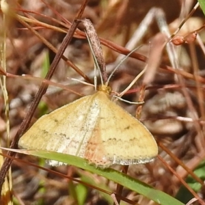 Scopula rubraria at Paddys River, ACT - 1 Feb 2018 10:26 AM