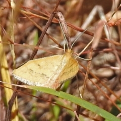 Scopula rubraria at Paddys River, ACT - 1 Feb 2018