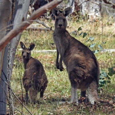 Macropus giganteus (Eastern Grey Kangaroo) at Paddys River, ACT - 31 Jan 2018 by RodDeb