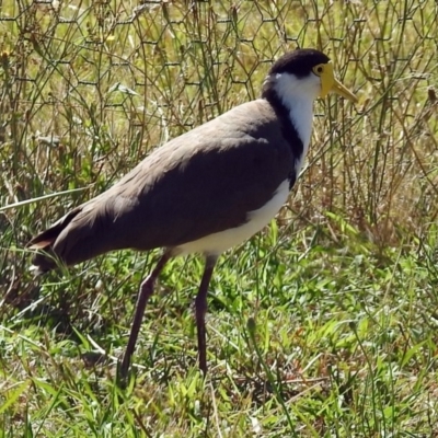 Vanellus miles (Masked Lapwing) at Tennent, ACT - 31 Jan 2018 by RodDeb