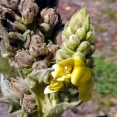 Verbascum thapsus subsp. thapsus (Great Mullein, Aaron's Rod) at Paddys River, ACT - 31 Jan 2018 by RodDeb