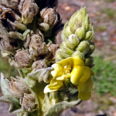 Verbascum thapsus subsp. thapsus (Great Mullein, Aaron's Rod) at Paddys River, ACT - 1 Feb 2018 by RodDeb