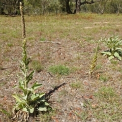 Verbascum thapsus subsp. thapsus at Paddys River, ACT - 1 Feb 2018