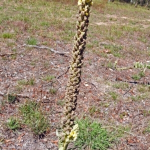 Verbascum thapsus subsp. thapsus at Paddys River, ACT - 1 Feb 2018