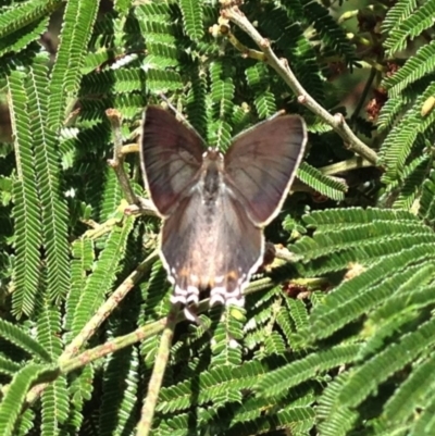 Jalmenus ictinus (Stencilled Hairstreak) at Aranda, ACT - 14 Feb 2017 by KMcCue