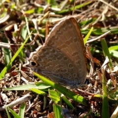 Jalmenus icilius (Amethyst Hairstreak) at Aranda Bushland - 28 Jan 2017 by KMcCue