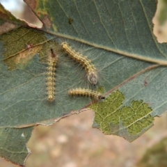 Uraba lugens (Gumleaf Skeletonizer) at Mount Painter - 30 Jan 2018 by CathB