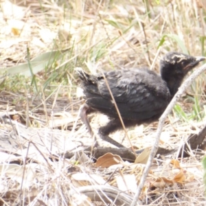 Corcorax melanorhamphos at Red Hill Nature Reserve - 3 Feb 2018