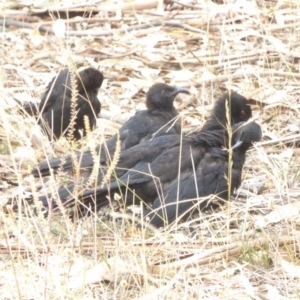 Corcorax melanorhamphos at Red Hill Nature Reserve - 3 Feb 2018