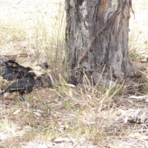 Corcorax melanorhamphos at Red Hill Nature Reserve - 3 Feb 2018