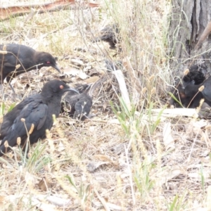 Corcorax melanorhamphos at Red Hill Nature Reserve - 3 Feb 2018