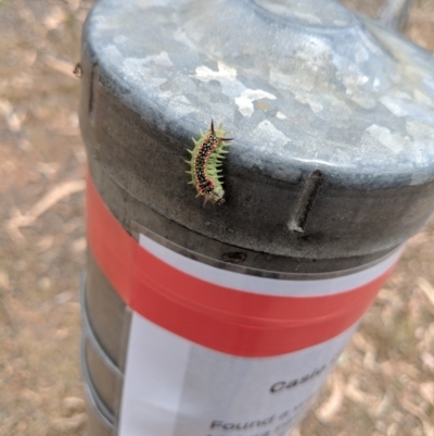 Doratifera quadriguttata and casta (Four-spotted Cup Moth) at Ainslie, ACT - 3 Feb 2018 by WalterEgo