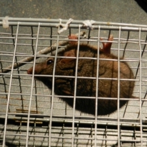 Antechinus flavipes at Nanima, NSW - 9 Aug 2015