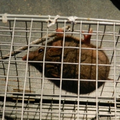 Antechinus flavipes (Yellow-footed Antechinus) at Nanima, NSW - 8 Aug 2015 by 81mv