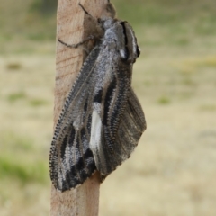 Endoxyla encalypti (Wattle Goat Moth) at Nanima, NSW - 1 Dec 2014 by 81mv