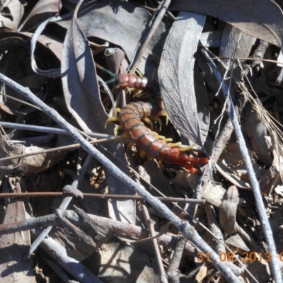 Cormocephalus aurantiipes (Orange-legged Centipede) at Nanima, NSW - 30 Aug 2013 by 81mv