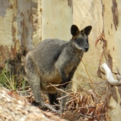 Wallabia bicolor (Swamp Wallaby) at Nanima, NSW - 29 Jan 2013 by 81mv