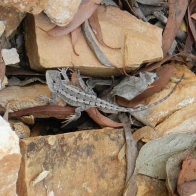 Amphibolurus muricatus (Jacky Lizard) at Nanima, NSW - 29 Nov 2014 by 81mv