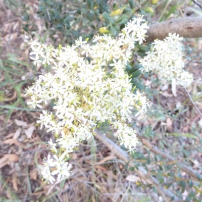 Bursaria spinosa (Native Blackthorn, Sweet Bursaria) at Hughes, ACT - 2 Feb 2018 by JackyF