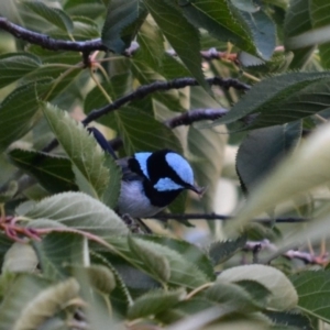 Malurus cyaneus at Hughes, ACT - 2 Feb 2018