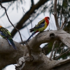 Platycercus eximius (Eastern Rosella) at GG229 - 8 Jan 2018 by JackyF