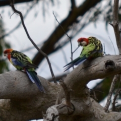 Platycercus eximius at Hughes, ACT - 8 Jan 2018