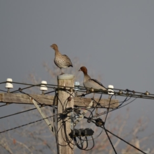 Chenonetta jubata at Hughes, ACT - 22 Jun 2014 09:08 AM