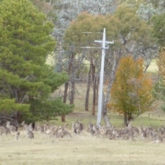 Macropus giganteus (Eastern Grey Kangaroo) at Federal Golf Course - 10 May 2016 by JackyF