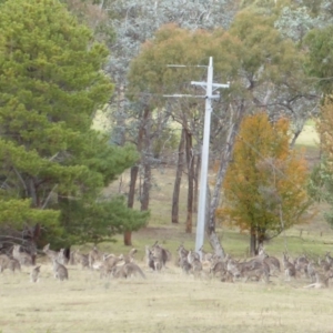 Macropus giganteus at Hughes, ACT - 10 May 2016