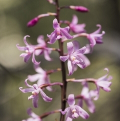 Dipodium roseum at Tennent, ACT - 2 Feb 2018