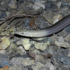 Lialis burtonis (Burton's Snake-lizard) at Nanima, NSW - 18 Nov 2015 by 81mv