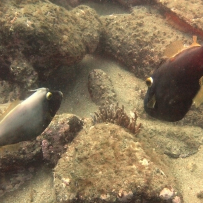 Eubalichthys bucephalus at Merimbula, NSW - 3 Feb 2018 by rickcarey